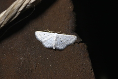 Idaea tacturata