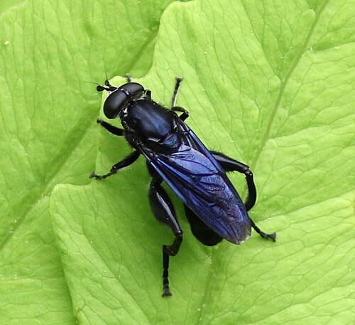 Violet Leafwalker photo 4