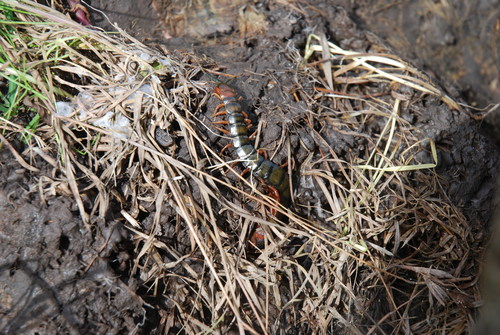 Cormocephalus aurantiipes