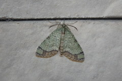 Episteira nigrilinearia