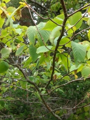 Ostrya virginiana image