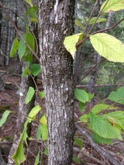 Ostrya virginiana image