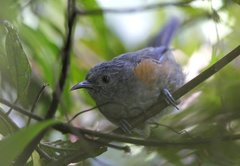 Ptiloprora erythropleura