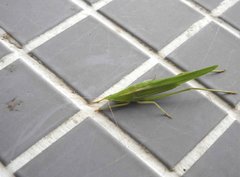 Euconocephalus nasutus