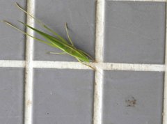 Euconocephalus nasutus