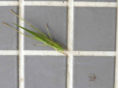 Euconocephalus nasutus