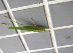 Euconocephalus nasutus