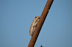 Hyperolius parallelus