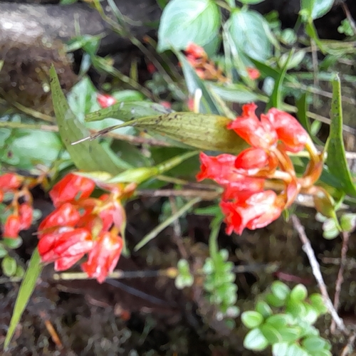Elleanthus tonduzii Schltr. 4