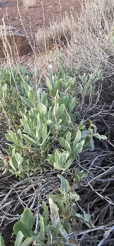 Siltbush (Grayia brandegeei)