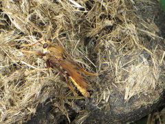 Asilus crabroniformis