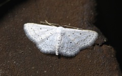 Idaea tacturata