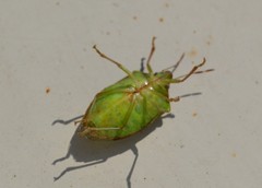 Nezara viridula