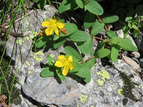 Hypericum kamtschaticum (Hypericum kamtschaticum)