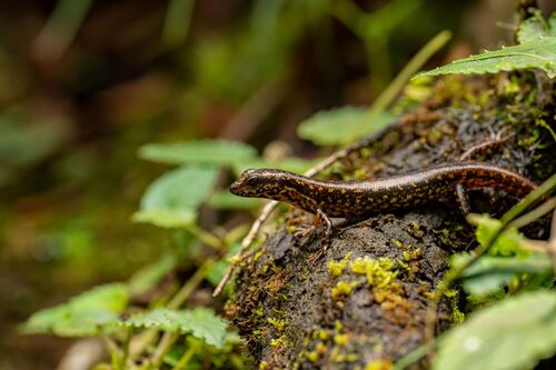 Kinabalu Forest Skink, Sphenomorphus kinabaluensis