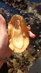 Acanthopleura echinata