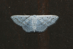 Idaea tacturata