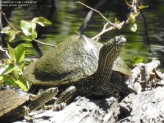 Graptemys sabinensis