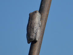 Hyperolius parallelus