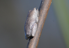 Hyperolius parallelus