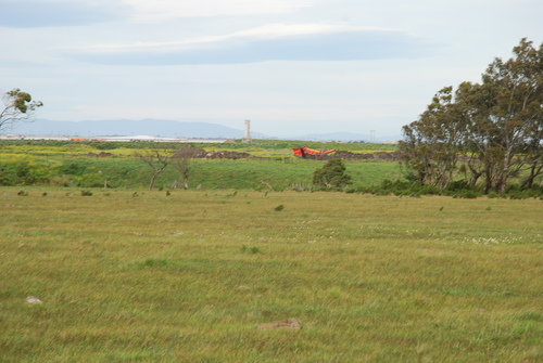 Macropus giganteus
