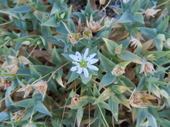 Stellaria ruscifolia