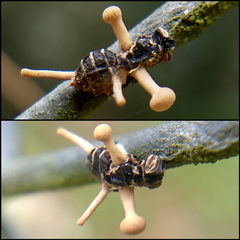 Ophiocordyceps dipterigena