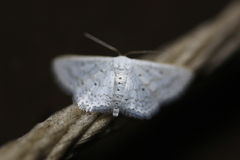 Idaea tacturata