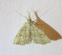 Phalaenostola metonalis