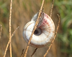 Cernuella neglecta