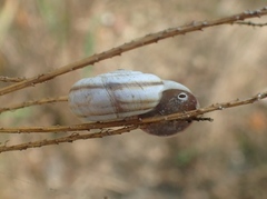 Cernuella neglecta