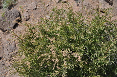 Holodiscus discolor glabrescens