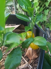 Citrus × microcarpa