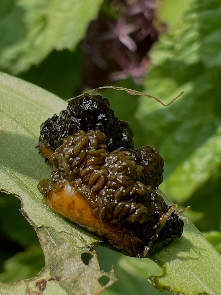 Lily leaf beetle (Lilioceris lilii)