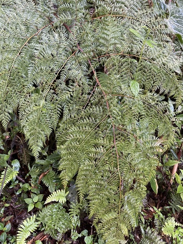 Culcita coniifolia (Culcita coniifolia)