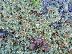Stellaria ruscifolia