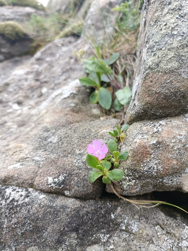 Primula apennina, photograph 1