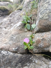 Primula apennina