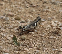 Melanoplus glaucipes
