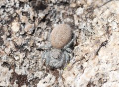 Phidippus octopunctatus