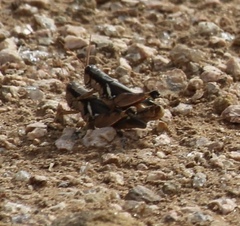 Melanoplus glaucipes