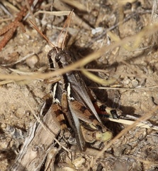Melanoplus glaucipes