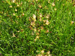 Juncus gerardi