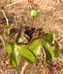 Jatropha gossypiifolia