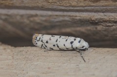 Ethmia davisella