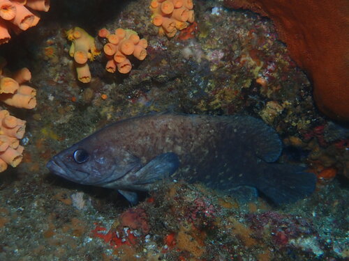 Mottled soapfish (Rypticus bicolor) — Serranidae