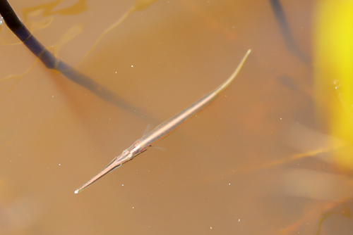 Eigenmann's needlefish (Potamorrhaphis eigenmanni) — Belonidae — 4