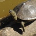 Sabine Map Turtle - Photo (c) texasturtles, some rights reserved (CC BY-NC), uploaded by texasturtles