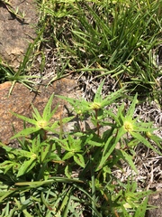 Euphorbia schiedeana