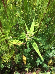 Euphorbia schiedeana
